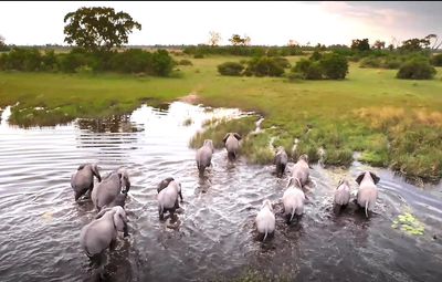 Preserving animal diversity through Capstone projects with UCL